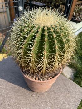 Ferocactus grusonii